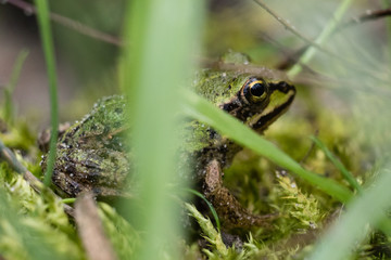 frog