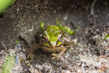 frog