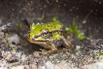 frog © Piotr_Kardas