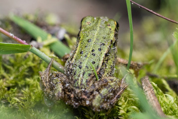 frog