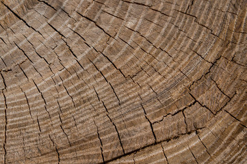 Beautiful texture of tree saw cut with annual rings and checks