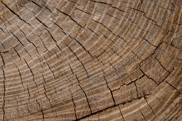 Fototapeta premium Beautiful texture of tree saw cut with annual rings and checks
