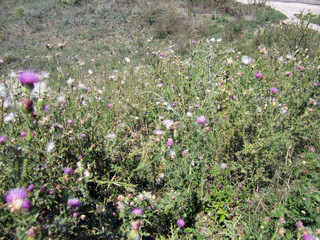 purple flowers in the garden