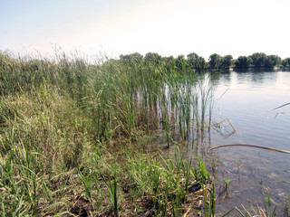 reed near the lake