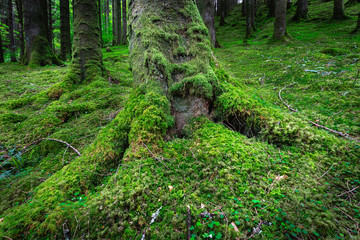 Tree trunk with roots covered with moss growing on forest floor