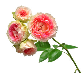 Pink bouquet rose isolated on white background. Macro flower. Wedding card, bride. Greeting. Summer. Flat lay, top view. Love. Valentine's Day