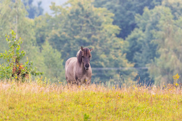horses © Piotr_Kardas
