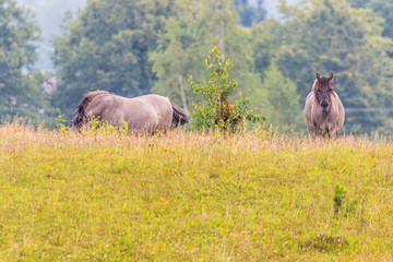 horses © Piotr_Kardas