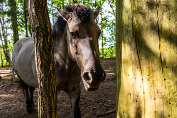 horses © Piotr_Kardas
