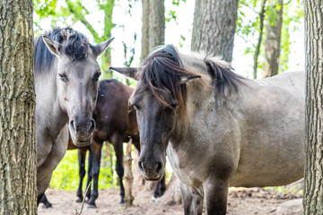 horses © Piotr_Kardas