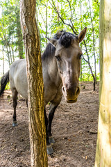 horses © Piotr_Kardas