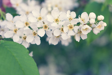 Branch of blossoming apple, macro with soft focus, gentle light background