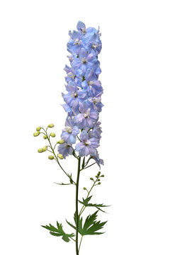 Beautiful blue delphinium flower isolated on white background. Flat lay, top view. Floral pattern, object. Nature concept