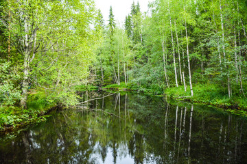 The overgrown shore of the river Tohmayoki, Karelia, Russia