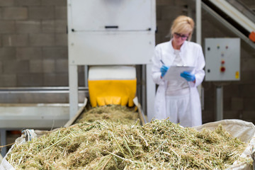 Scientist observing dry CBD hemp plants by the sorting machine in factory and taking notes