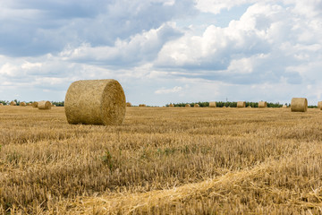 harvest © Piotr_Kardas