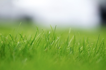 beautiful strands of green grass in meadow pasture with blurred background