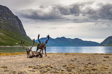 Keuken foto achterwand Rendier Rendieren op de achtergrond van bergen en zee. Landschap van de fjord van Noord-Noorwegen met rendieren