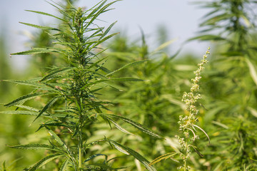 Male and female CBD hemp plants on marijuana field