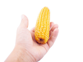 ear of yellow corn in hand isolated, give, sell boiled corn  on a white background,offer healthy...