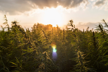 Marijuana CBD hemp plants field in sunrise