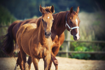 A little cute foal with his mother, who stands behind him Bareback and dressed only in a halter,...