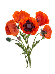 Obraz premium Papaver orientale (Oriental poppy) . isolated
