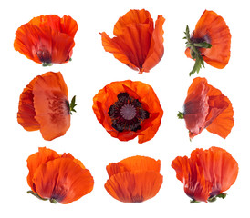 flowers of red poppies. Various options. Isolated on white background.