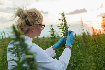 Scientist with tweezers taking samples and observing CBD hemp plants on marijuana field