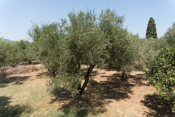 olive trees hill Zakynthos Greece