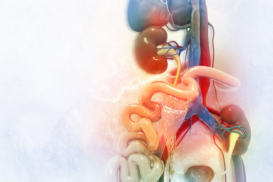Kidney transplantation on scientific background