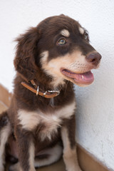 portrait of the cute young brown  dog