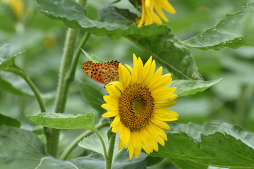 ひまわりと蝶々