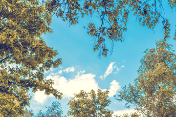 Blue sky background, coniferous trees, clouds, background with copy space