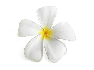 Fototapeta na wymiar frangipani flower isolated on white