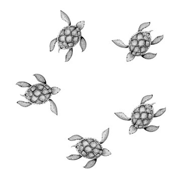 Beautiful turtle art water color background illustration