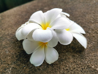 Obraz na płótnie Canvas White frangipani flower falling on the cement floor.
