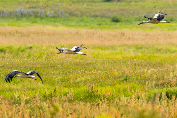stork