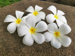 Fototapeta na wymiar White frangipani flower falling on the cement floor.