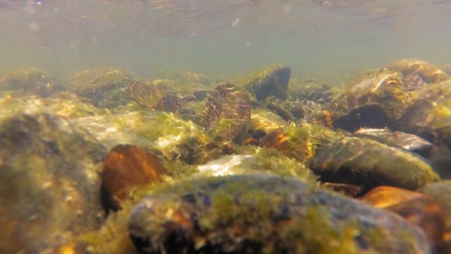 Underwater Shot of Rocky River Bottom on Sunny Day