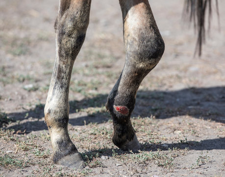 horse leg injury, veterinary care