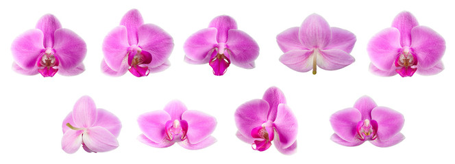 Fototapeta na wymiar Purple orchid flowers shot from various angles. isolated