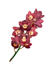 Naklejka na ściany i meble Branch with flowers Cymbidium Orchid. Isolated
