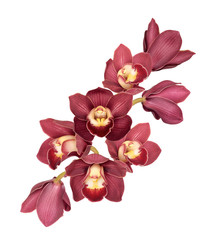 Branch with flowers Cymbidium Orchid. Isolated