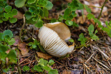 Leśny Grzyb © Piotr_Kardas