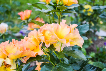 Orange roses on green stems grew up in the garden