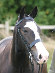 Obraz premium Cob In Bridle Headshot