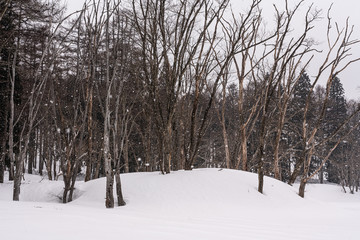 雪の降る森