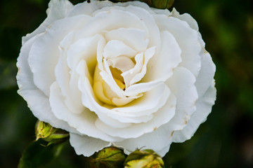 Milky white rose on a dark background