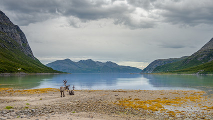 Reindeers on the mountains and sea background. Landscape of North Norway fjord with reindeers © Kamila Sankiewicz